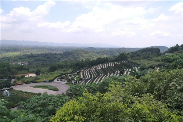 绿化风景