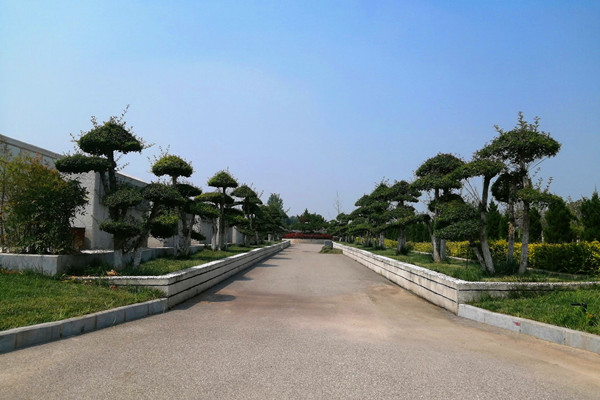 陵园道路风景