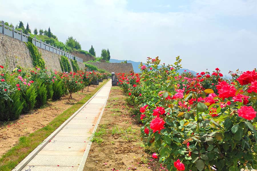 陵园风景