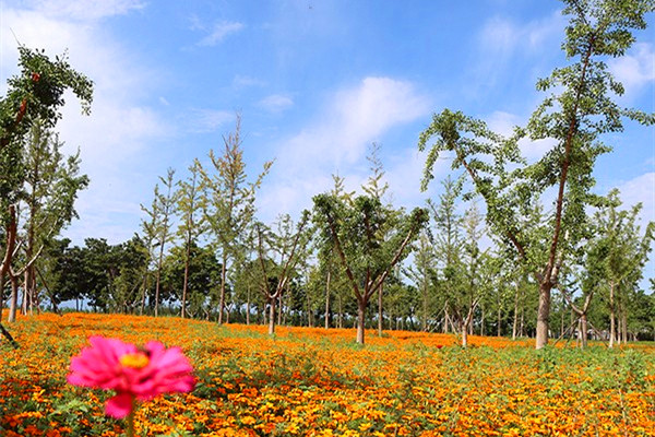 陵园风景