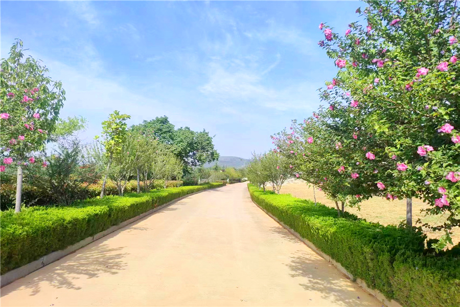 墓园道路风景