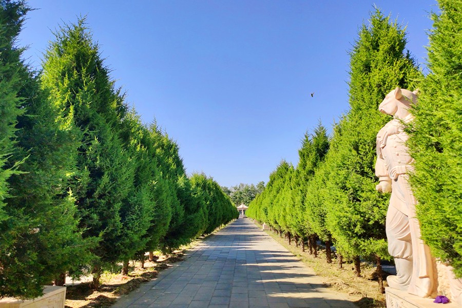 陵园道路风景