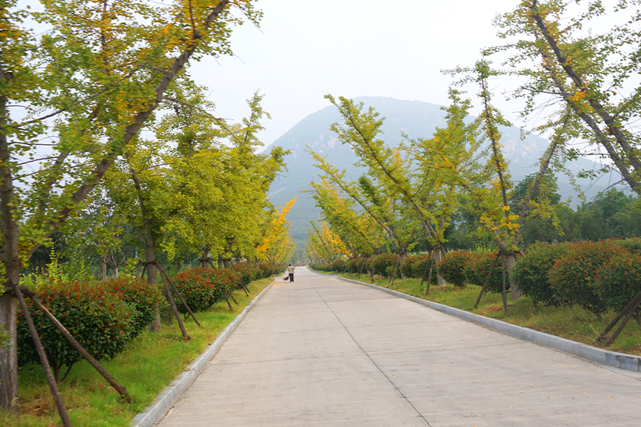 道路景观