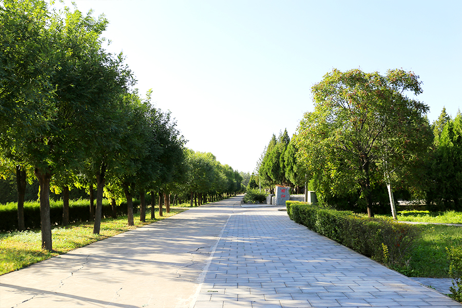 陵园道路绿化